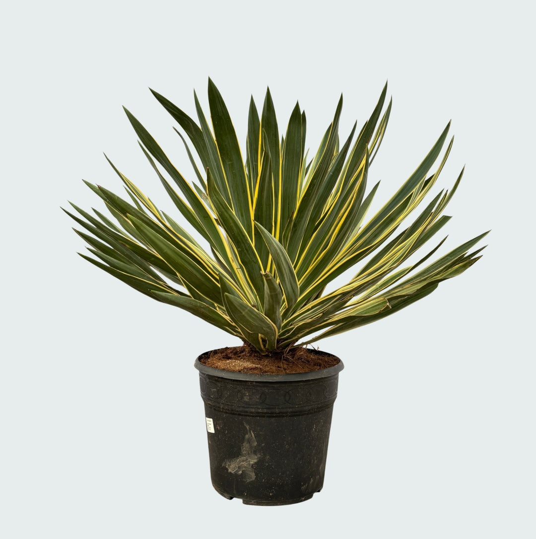 Yucca Gloriosa Variegata - 80 cm - Yucca d'intérieur