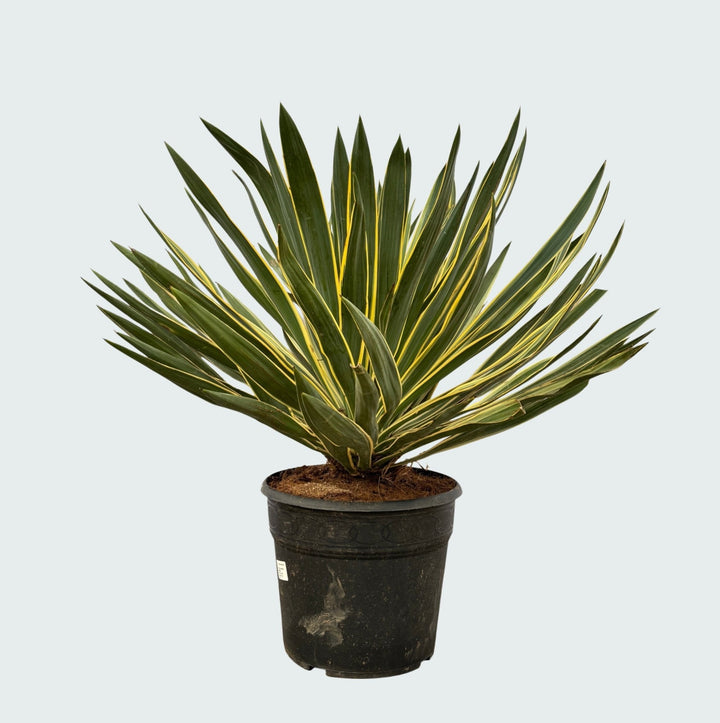 Yucca Gloriosa Variegata - 80 cm - Yucca d'intérieur