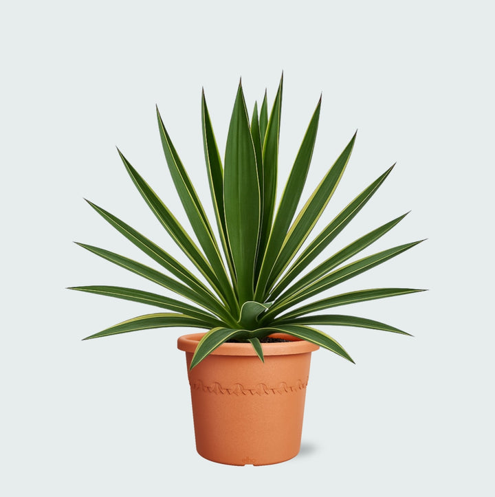 Yucca Gloriosa Variegata - 50cm - Palmier d'intérieur
