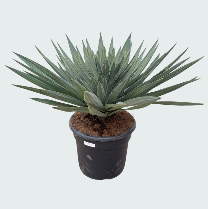 Yucca Gloriosa 'Lone Star' - 140 cm - Palmlelie Kamerplant