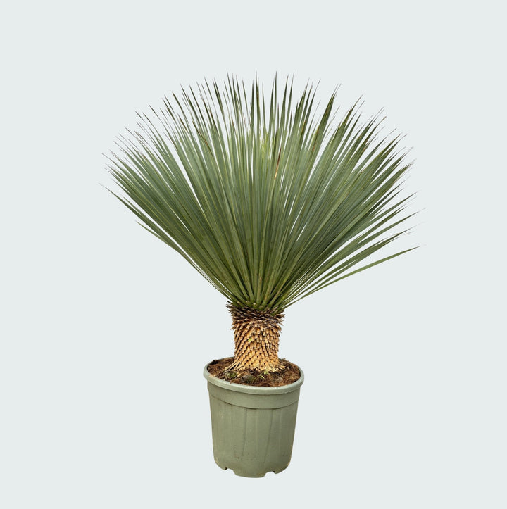 Yucca Rostrata - 120 cm - Yucca bleu d'extérieur | Acheter