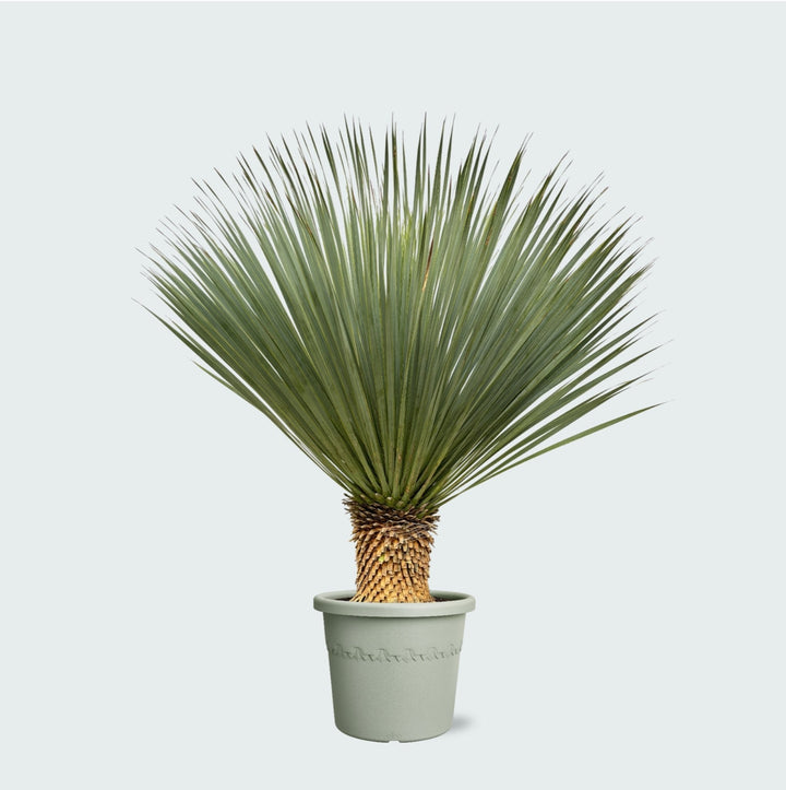 Yucca Rostrata - 120 cm - Yucca bleu d'extérieur | Acheter