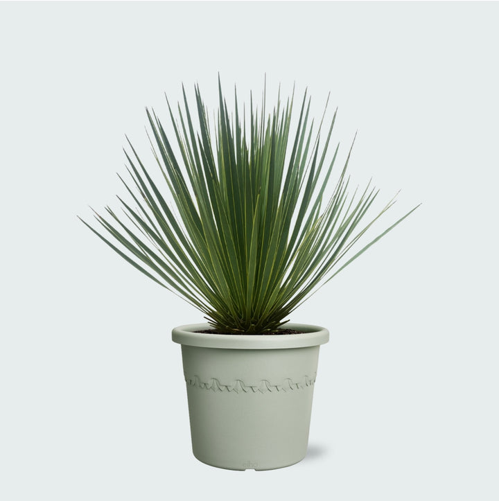 Yucca Rostrata - 60 cm - Blauwe Palmlelie Buiten | Koop