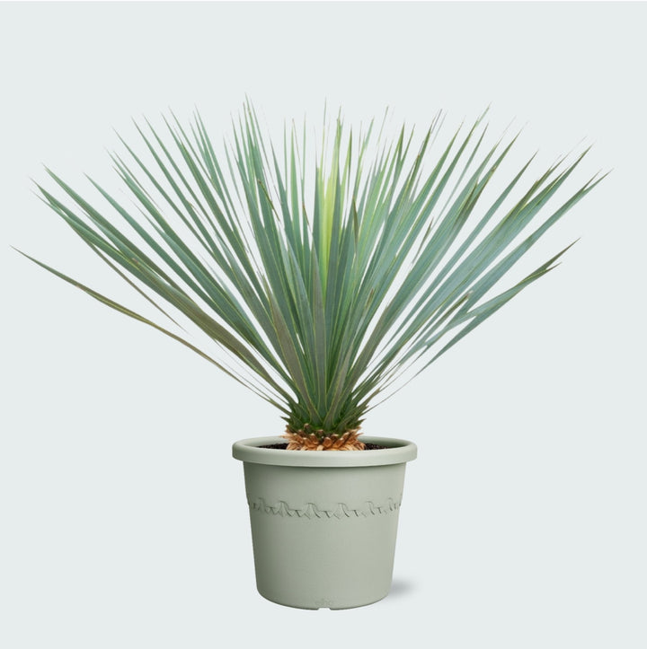 Yucca Rostrata - 70cm - Palmier bleu d'extérieur