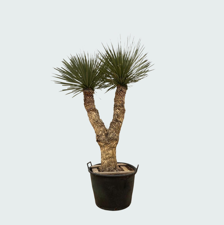 Yucca Rostrata Hidra - 200 cm - Blauwe Palmlelie Buiten