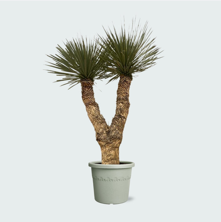 Yucca Rostrata Hidra - 200 cm - Blauwe Palmlelie Buiten