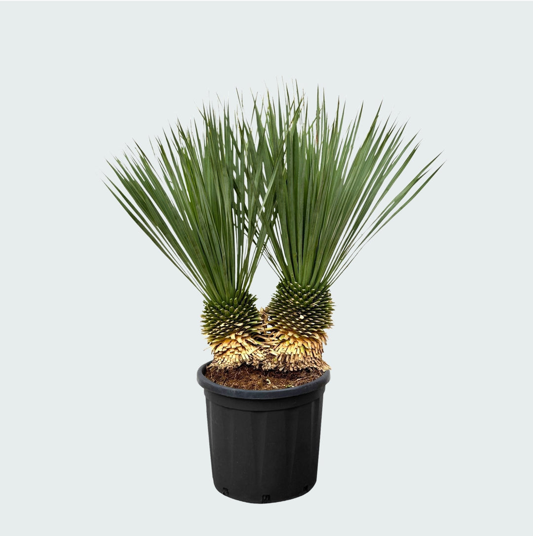 Yucca Rostrata dubbele stam - 120 cm - Blauwe Palmlelie Buiten