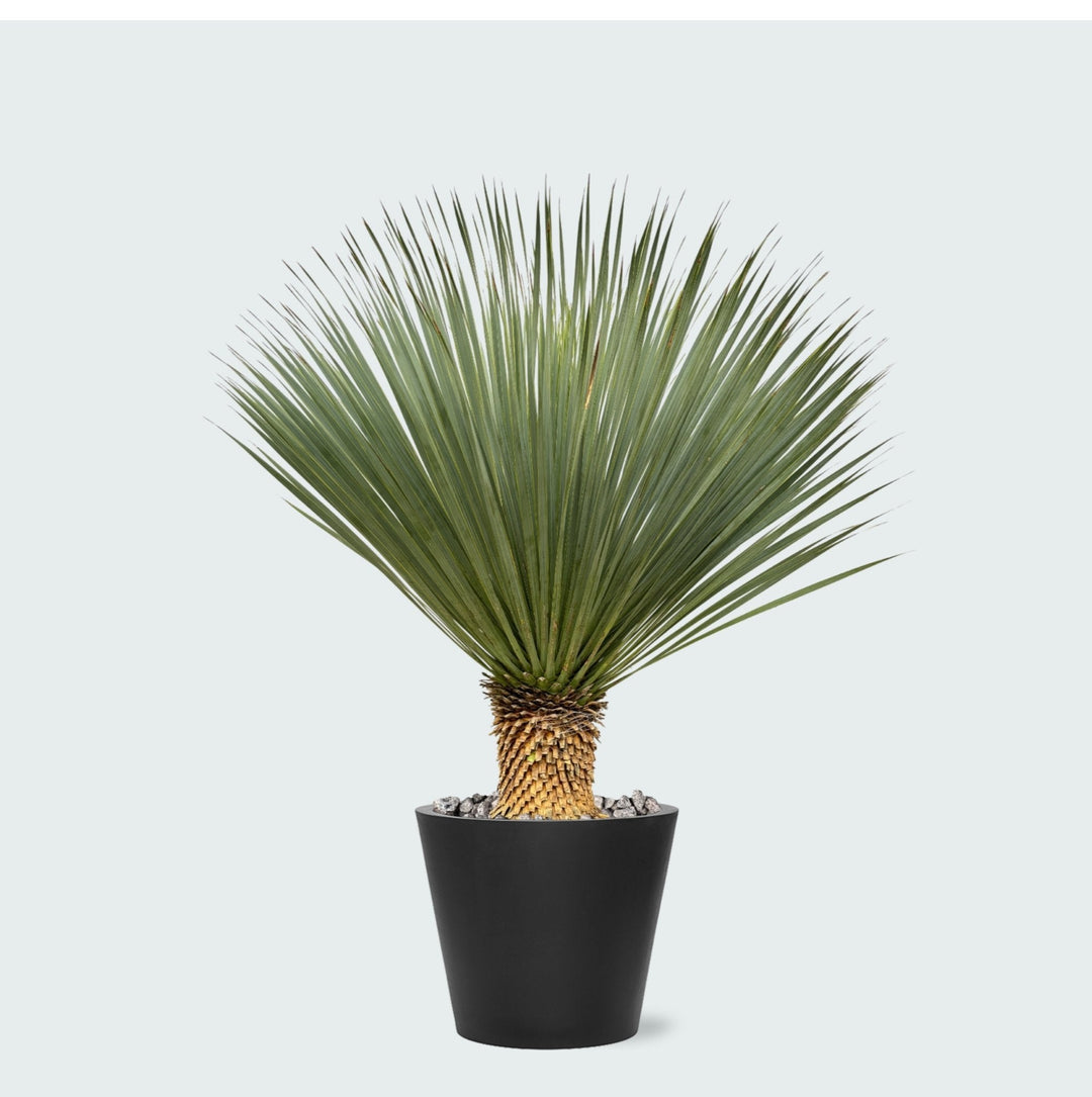 Combi deal - Yucca Rostrata op stam inclusief Bucket - 120 cm