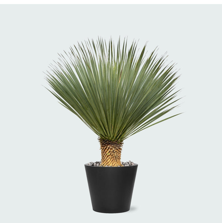 Combi deal - Yucca Rostrata op stam inclusief Bucket - 120 cm