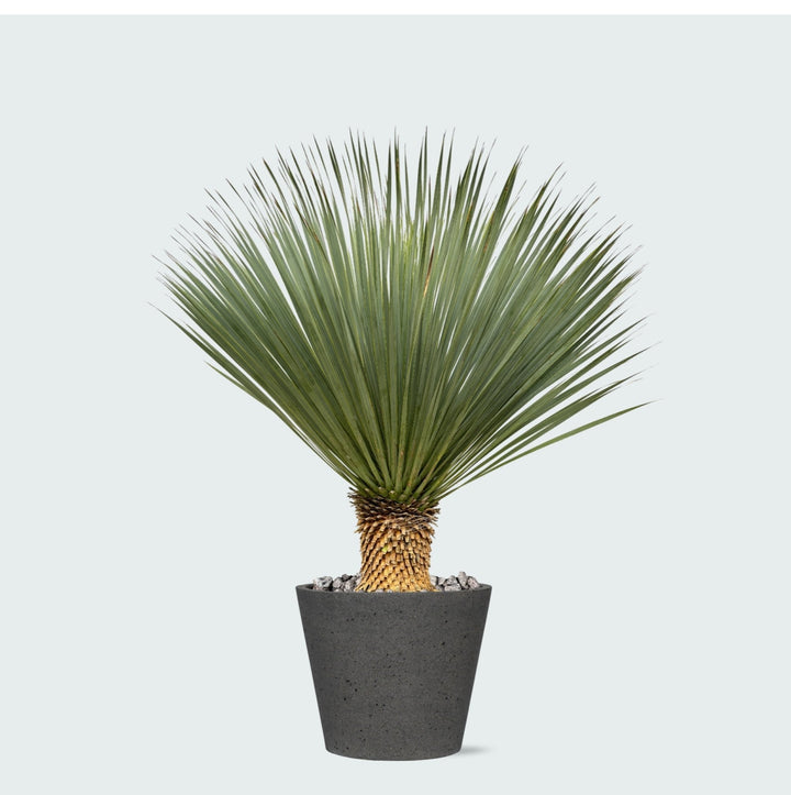 Combi deal - Yucca Rostrata op stam inclusief Bucket - 120 cm