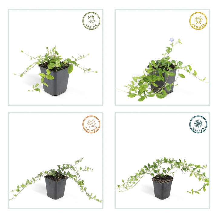 Vinca minor - 20cm - Petite pervenche - Acheter une plante d'intérieur