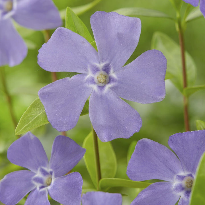 Vinca minor - 20cm - Petite pervenche - Acheter une plante d'intérieur