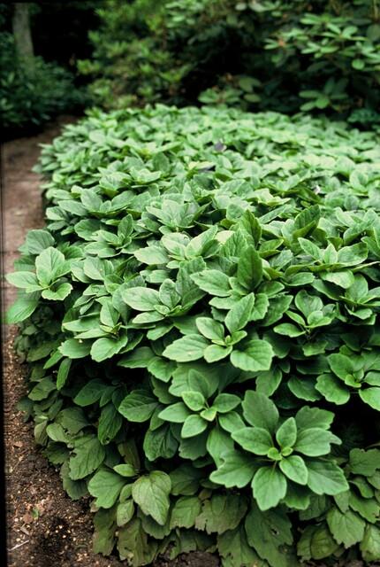 Pachysandra Terminalis - 20cm - Couvre-sol persistant