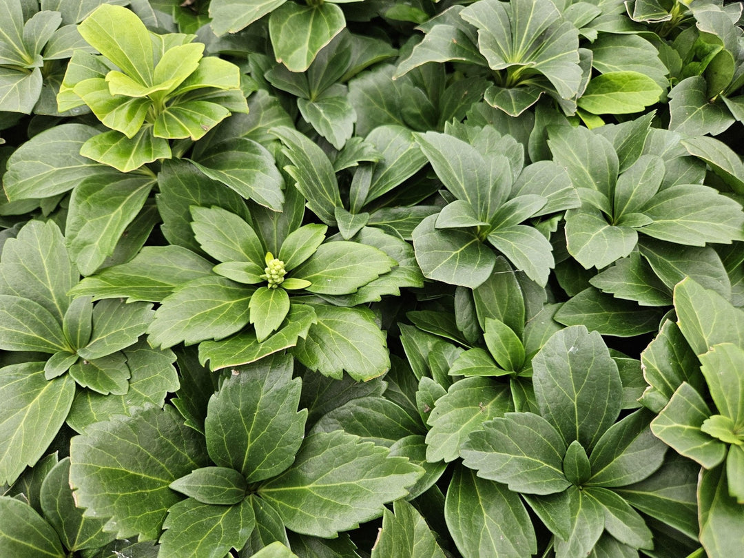 Pachysandra Terminalis - 20cm - Couvre-sol persistant