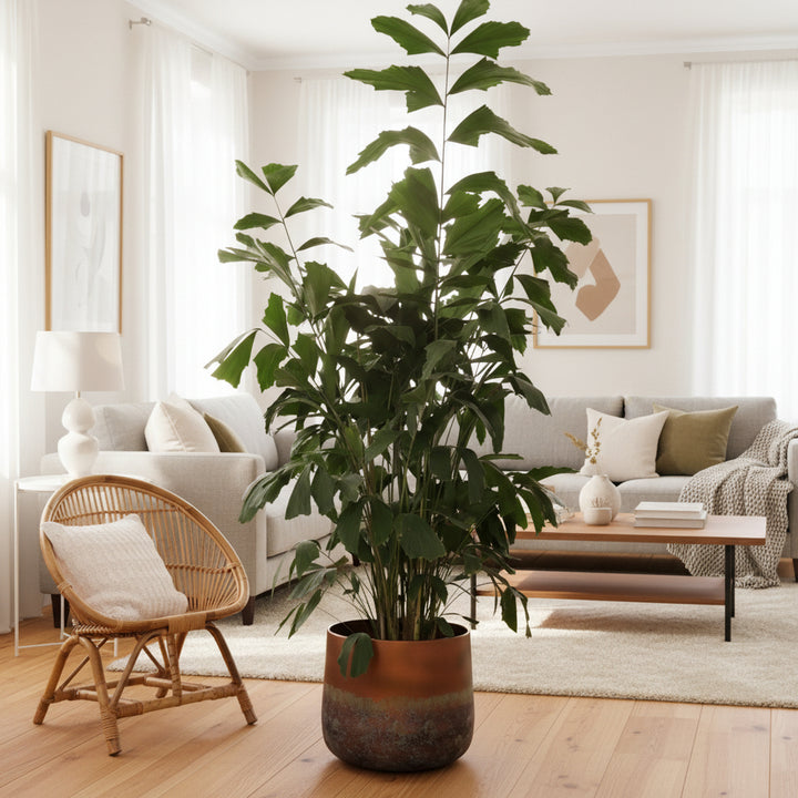 Caryota Mitis - 120cm - Visboompalm Tropisch