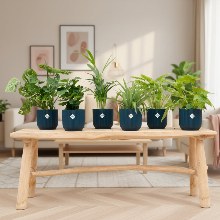 Boîte surprise - 6 plantes avec elho Vibes Fold Round Ø14