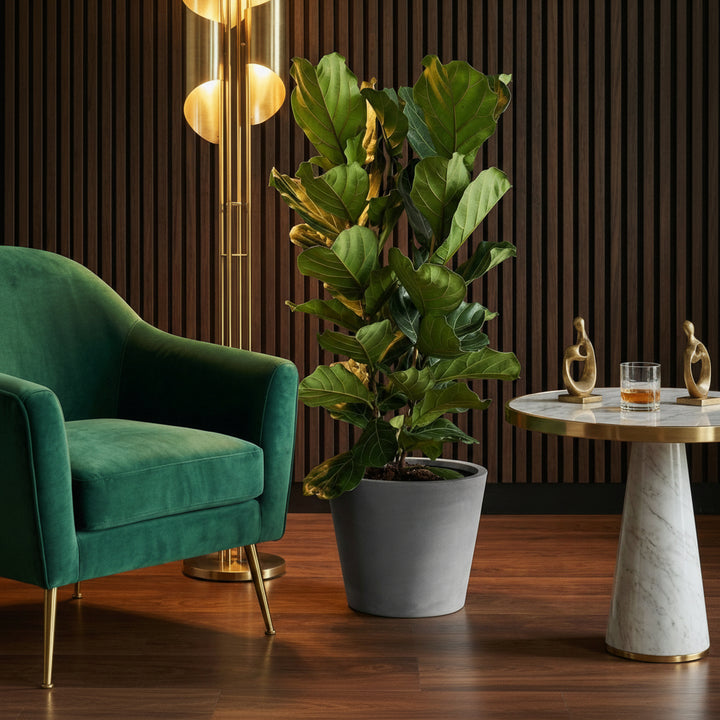 Ficus Lyrata struik - 160cm - Vioolbladplant - Kamerplant