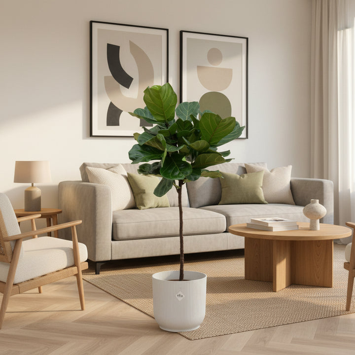 Ficus Lyrata stam - 130cm - Vioolbladplant - Kamerplant