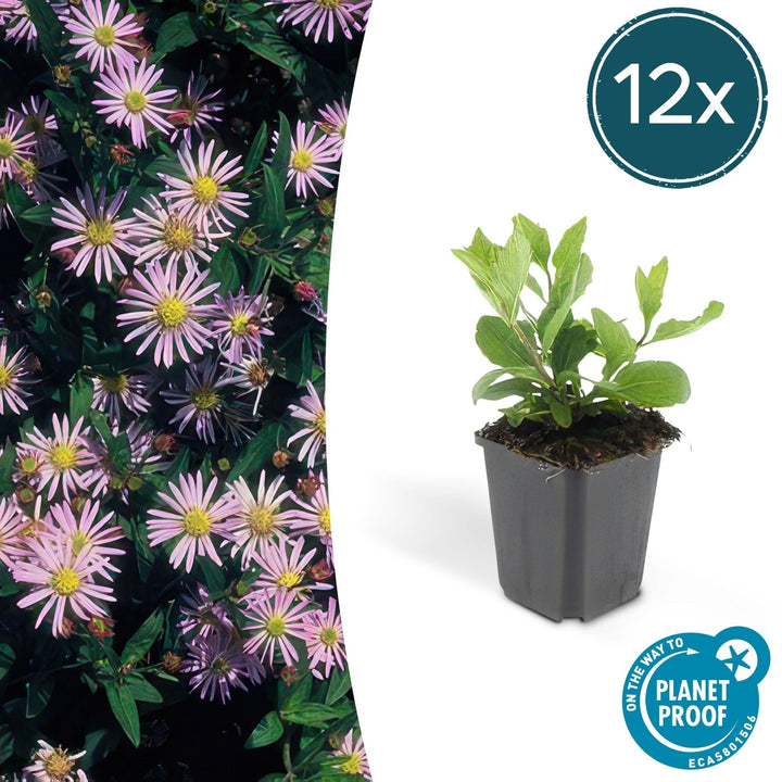 Aster Ageratoides 'Asran' - 20cm - Kamerplant Kopen