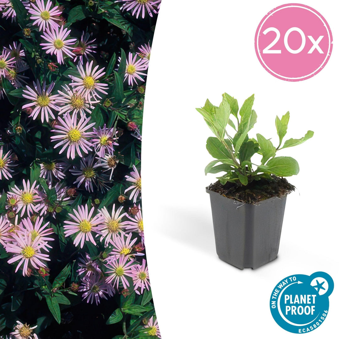 Aster Ageratoides 'Asran' - 20cm - Kamerplant Kopen