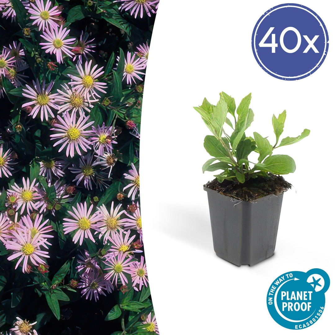 Aster Ageratoides 'Asran' - 20cm - Kamerplant Kopen