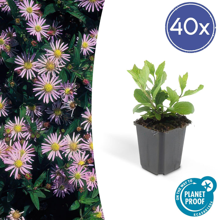 Aster Ageratoides 'Asran' - 20cm - Kamerplant Kopen