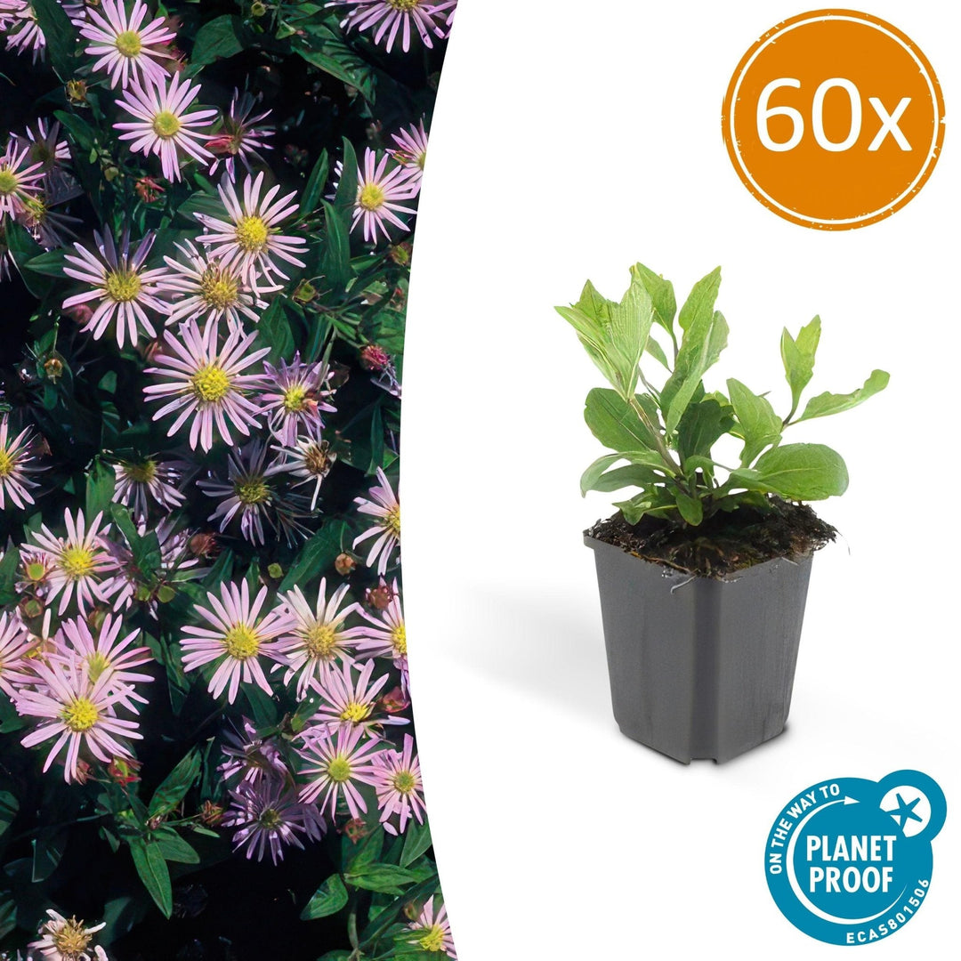 Aster Ageratoides 'Asran' - 20cm - Kamerplant Kopen