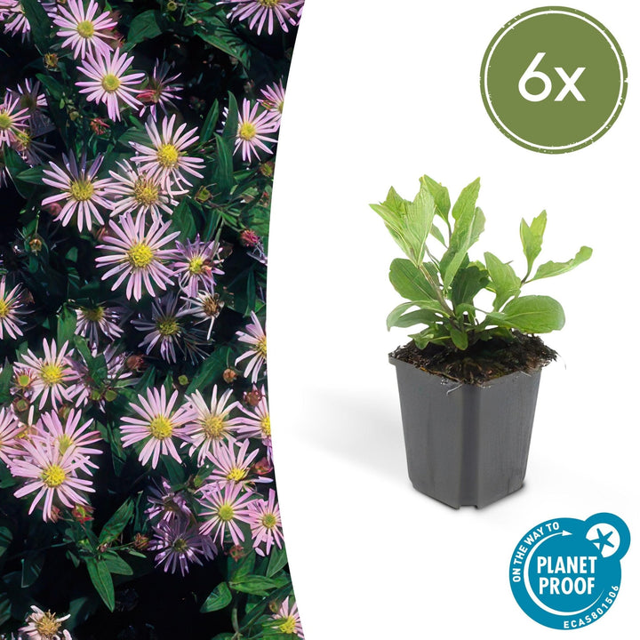 Aster Ageratoides 'Asran' - 20cm - Kamerplant Kopen