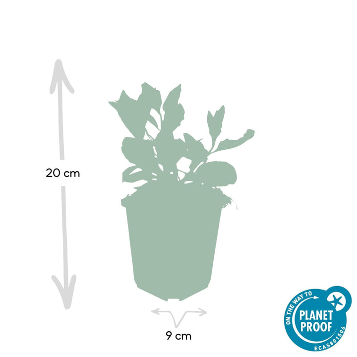 Aster Ageratoides 'Asran' - 20cm - Kamerplant Kopen