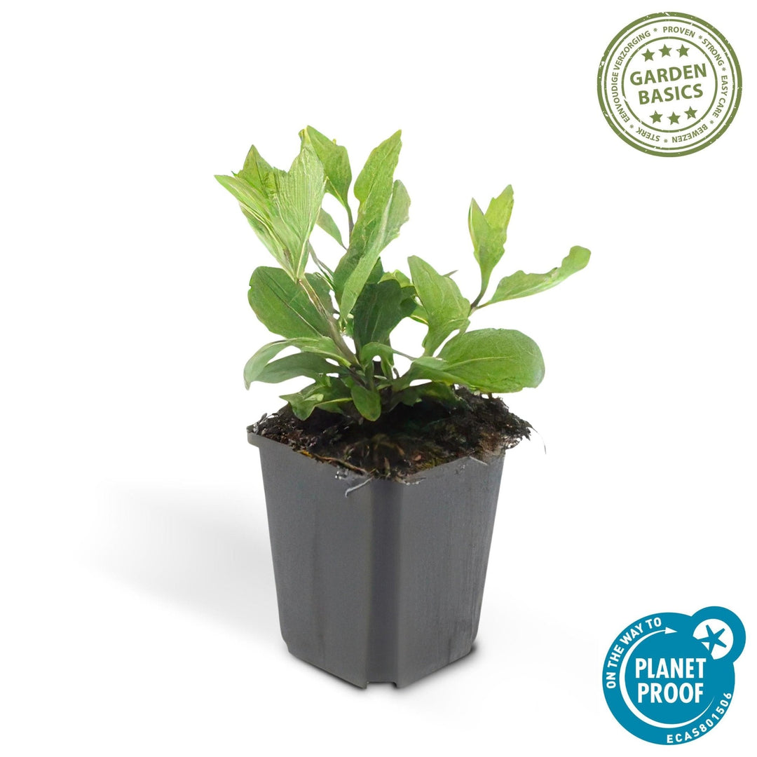 Aster Ageratoides 'Asran' - 20cm - Kamerplant Kopen