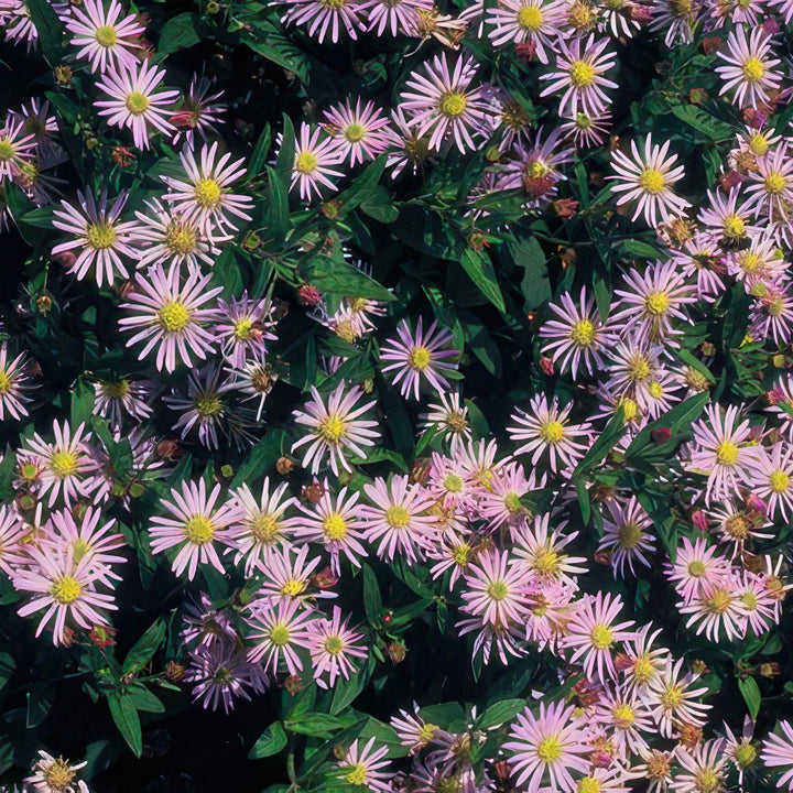 Aster Ageratoides 'Asran' - 20cm - Kamerplant Kopen