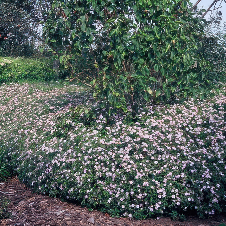 Aster Ageratoides 'Asran' - 20cm - Kamerplant Kopen