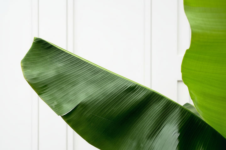 Bananenplant XL - 180cm - Kamerplant Kopen