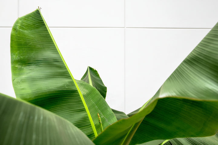 Bananenplant XL - 180cm - Kamerplant Kopen