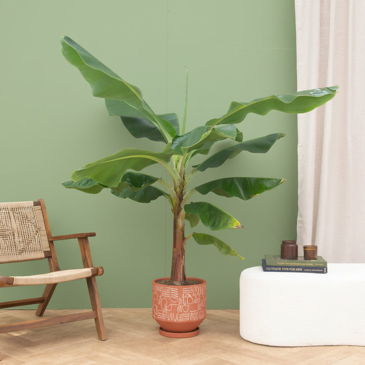 Bananenplant XL - 180cm - Kamerplant Kopen