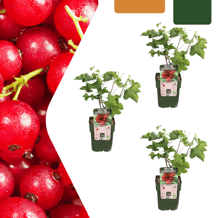 Biologische kruisbessenplanten - 20 cm - Kamerplant Kopen