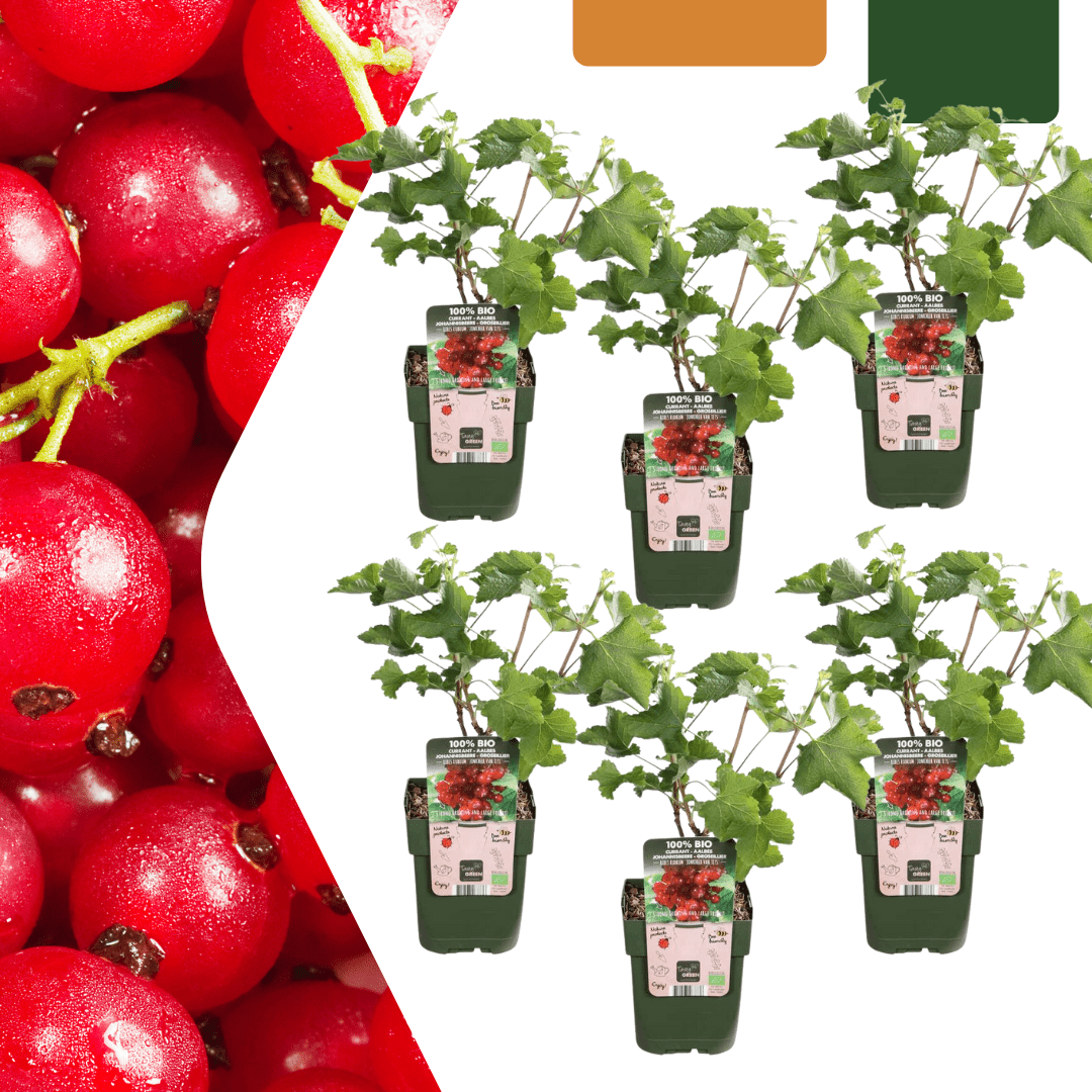 Biologische kruisbessenplanten - 20 cm - Kamerplant Kopen