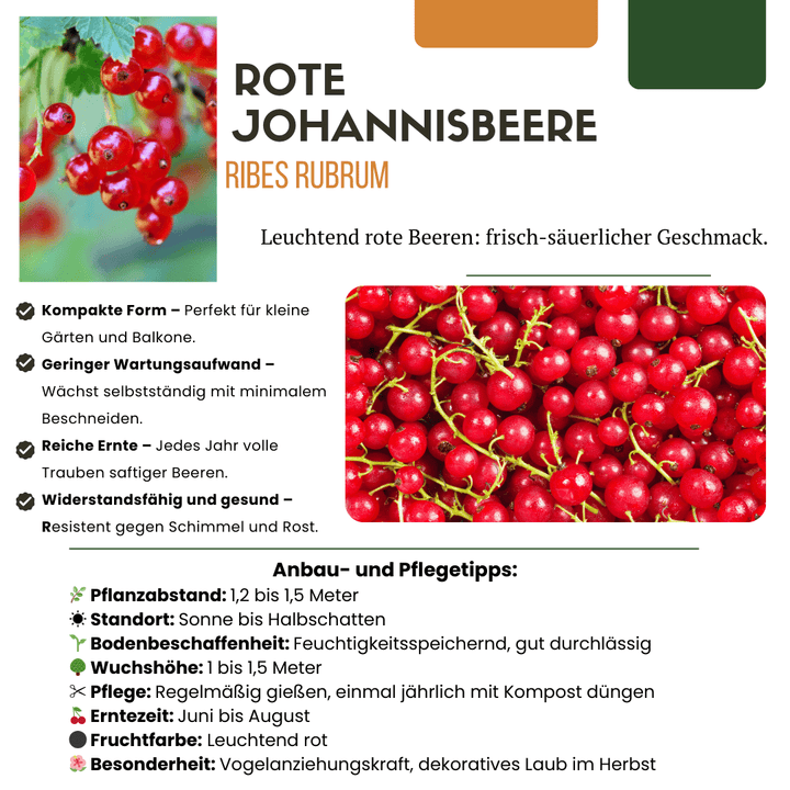 Biologische kruisbessenplanten - 20 cm - Kamerplant Kopen