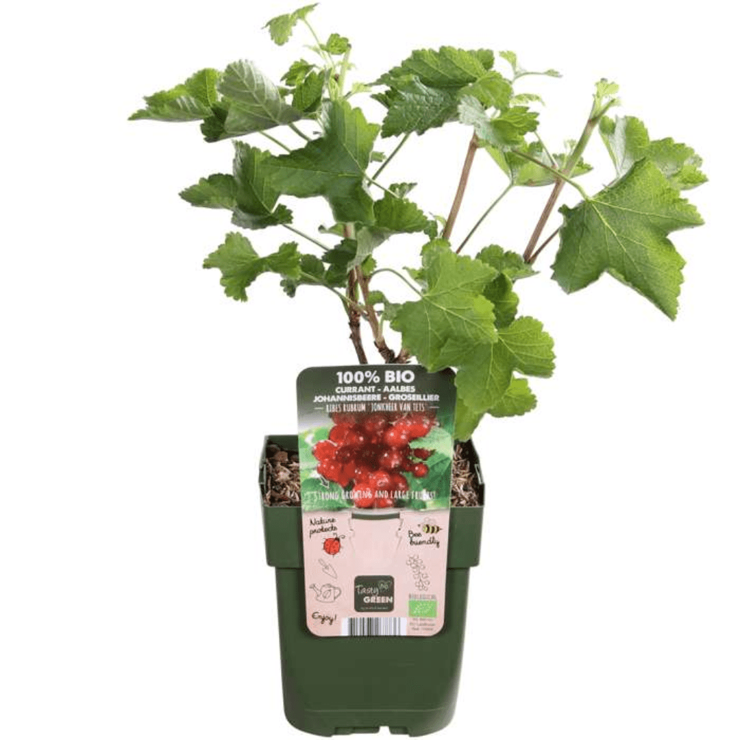 Biologische kruisbessenplanten - 20 cm - Kamerplant Kopen