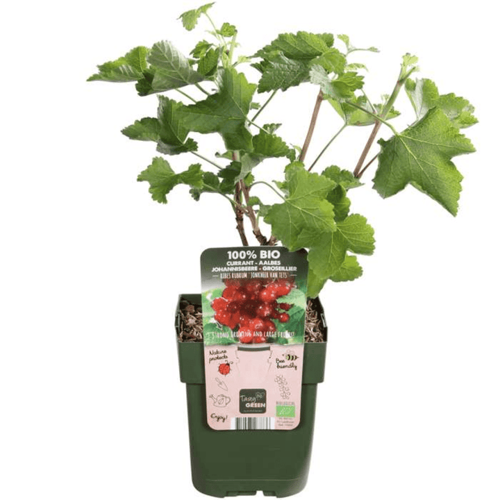 Biologische kruisbessenplanten - 20 cm - Kamerplant Kopen