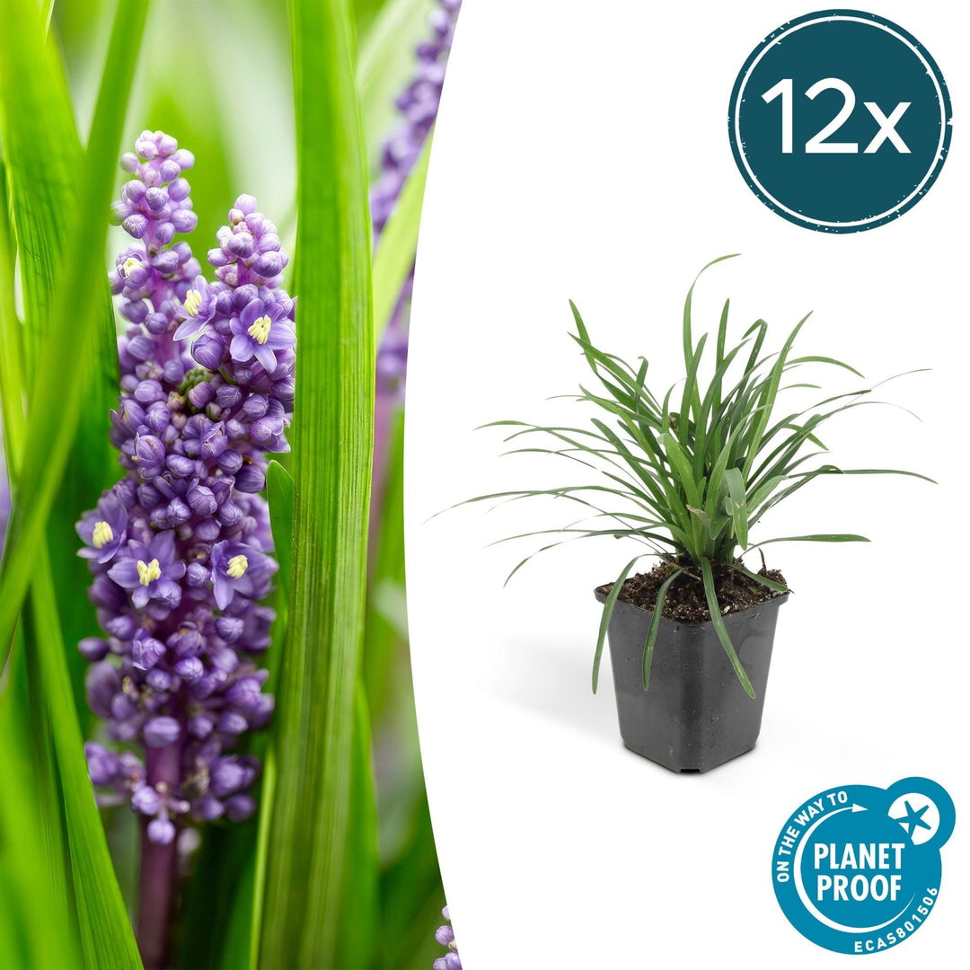 Liriope Muscari 'Big Blue' - 20cm - Kamerplant Kopen