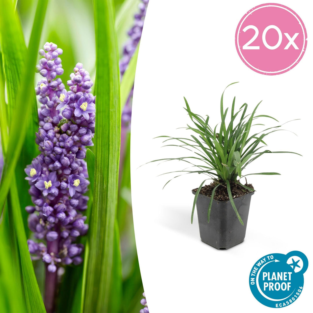 Liriope Muscari 'Big Blue' - 20cm - Kamerplant Kopen