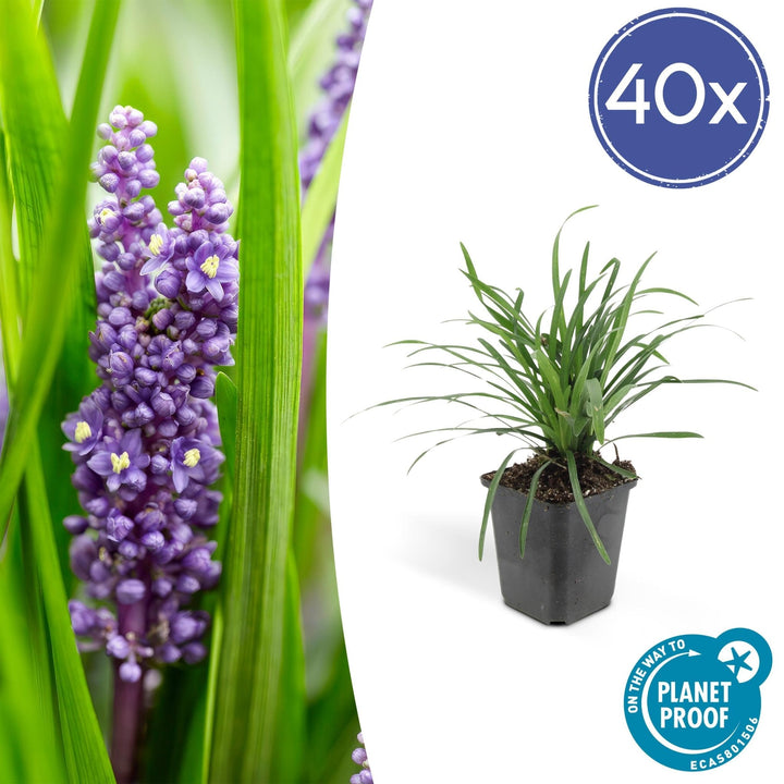 Liriope Muscari 'Big Blue' - 20cm - Kamerplant Kopen