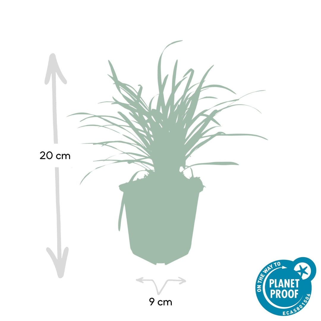Liriope Muscari 'Big Blue' - 20cm - Kamerplant Kopen