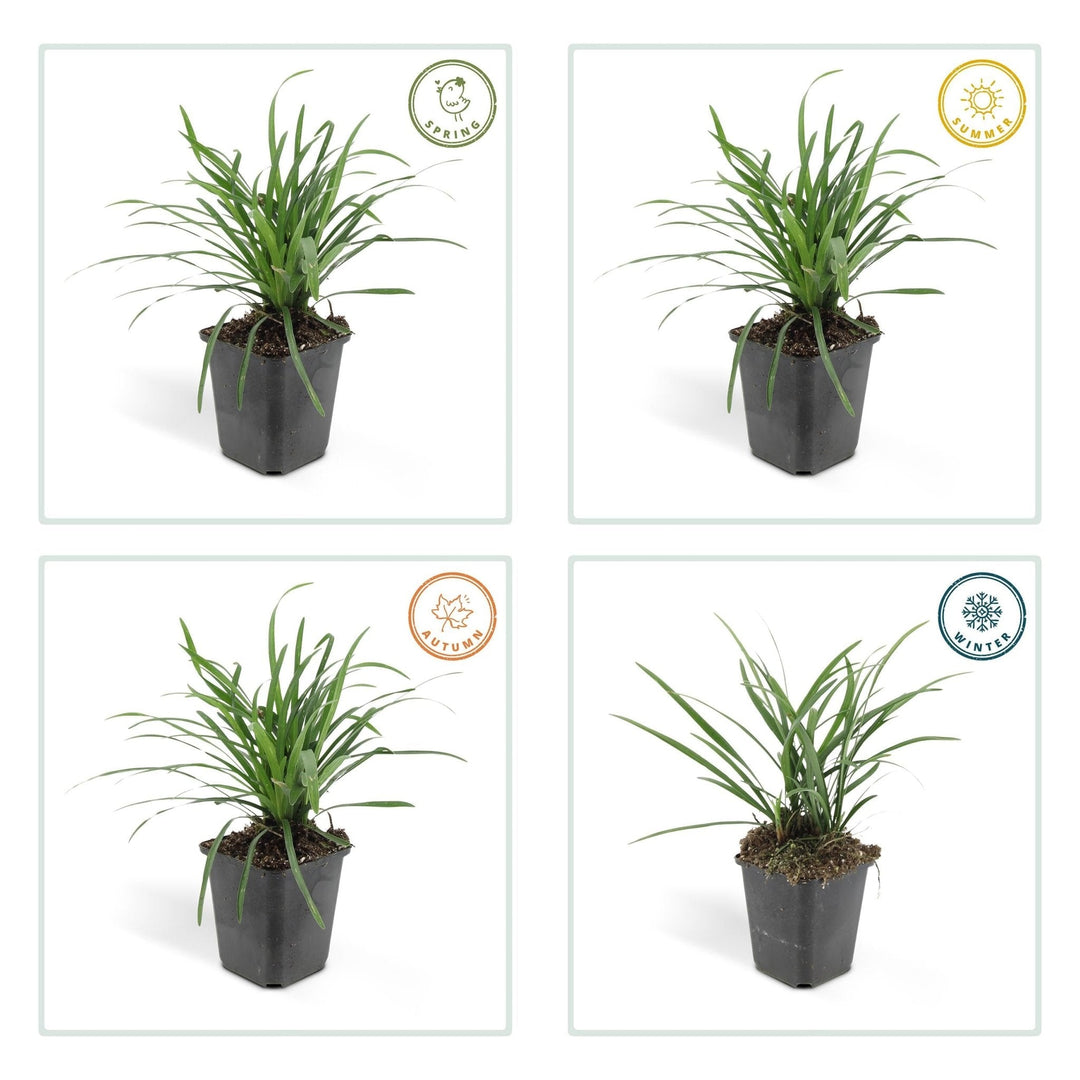 Liriope Muscari 'Big Blue' - 20cm - Kamerplant Kopen
