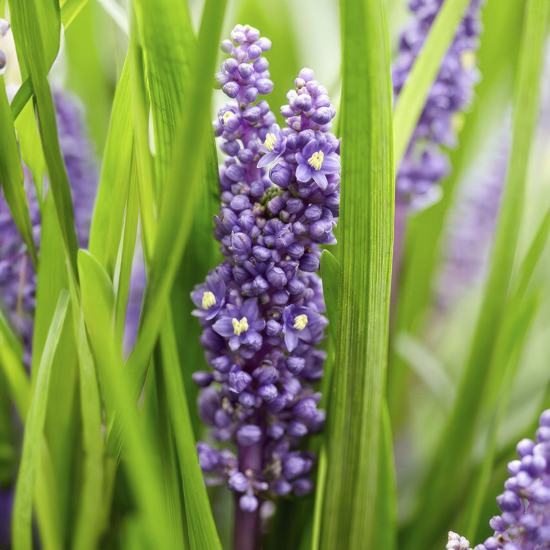 Liriope Muscari 'Big Blue' - 20cm - Kamerplant Kopen