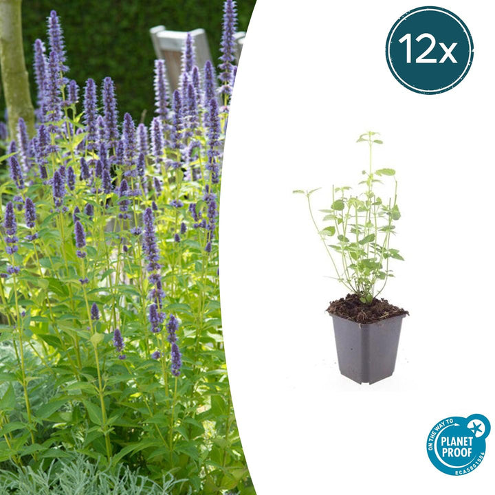 Agastache 'Black Adder' - 20cm - Kamerplant Kopen