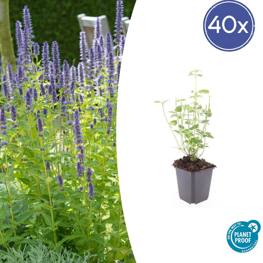 Agastache 'Black Adder' - 20cm - Kamerplant Kopen