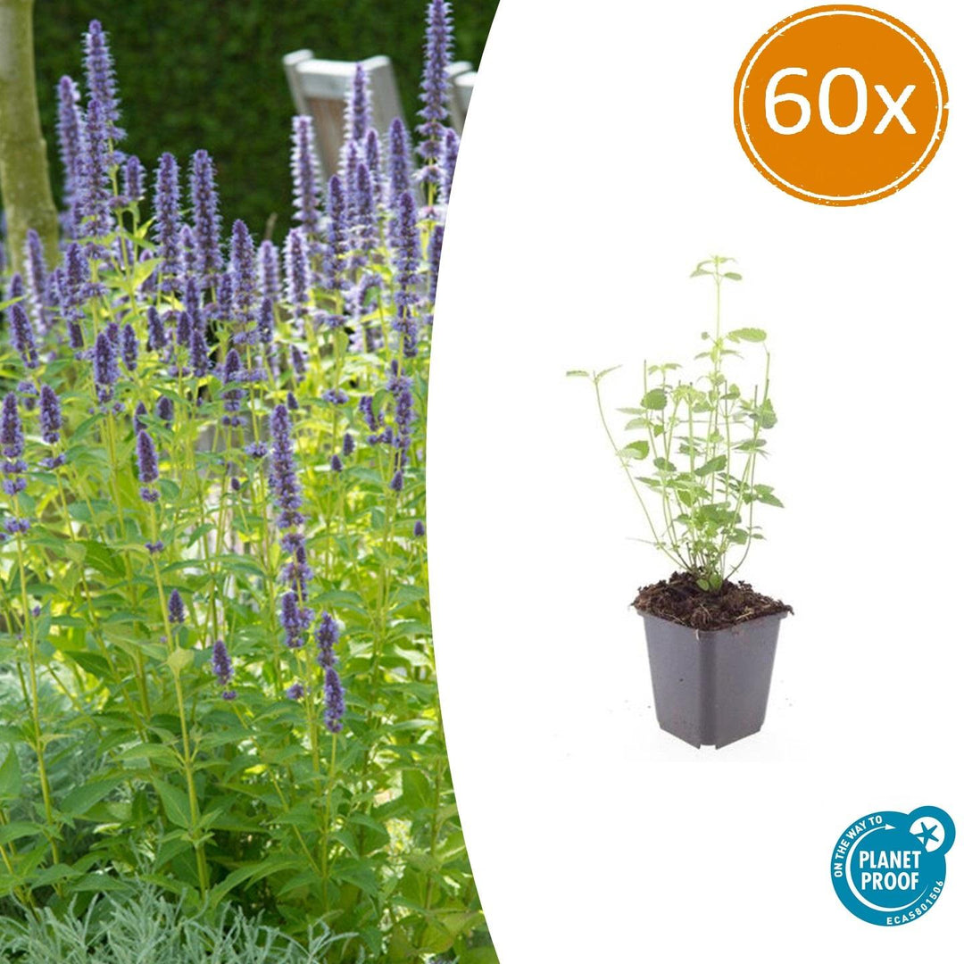 Agastache 'Black Adder' - 20cm - Kamerplant Kopen