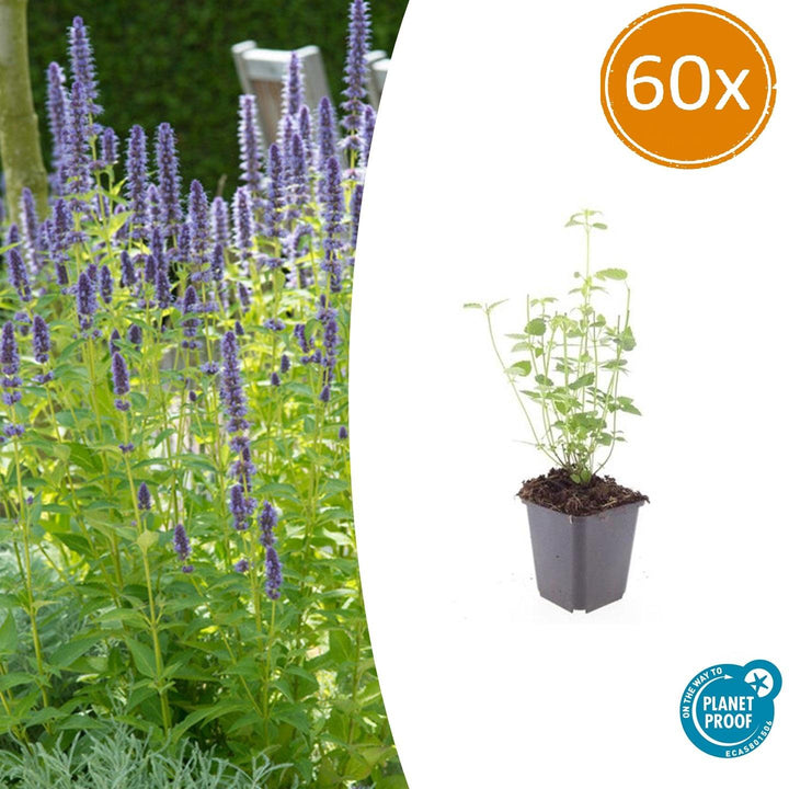Agastache 'Black Adder' - 20cm - Kamerplant Kopen